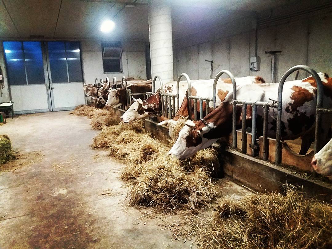 ❤ #10112015 #cow #pezzatarossaitaliana #brunaalpinaoriginale #stalla #agricoltura #allevamento #artogne #vallecamonica #valledeisegni #camonicavalley #brescia #Lombardia #italy