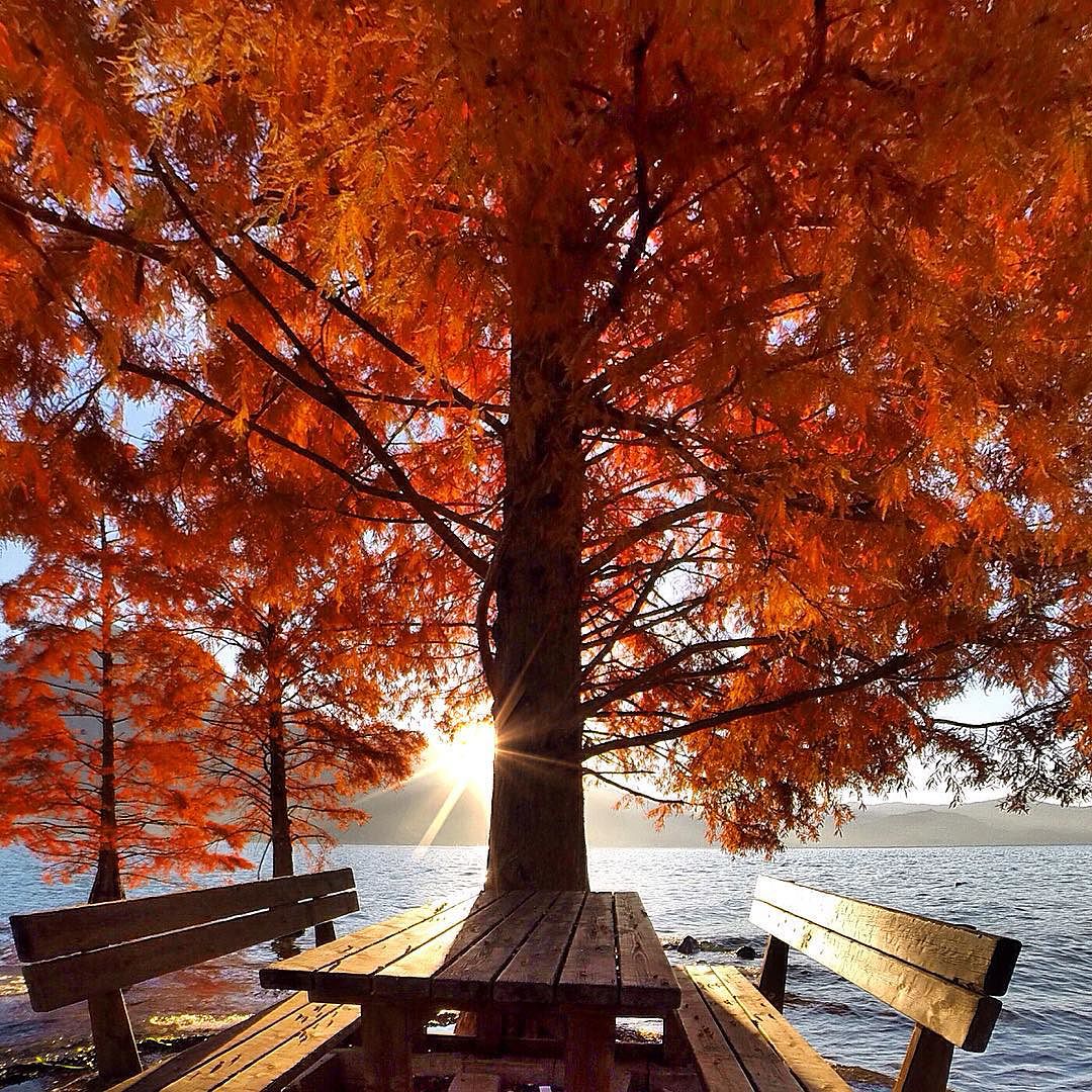 “Colazione di natura sul lago?” Che bello sarebbe fare la colazione qui, al primo raggio di sole in una giornata d’autunno. #lagodiseo: romantico e tranquillo. #lakeiseo #visitlakeiseo #Valcamonica #visitlakeiseo #visitlombardy #visitbergamo  #visitbrescia #igersbergamo #igers_lombardia #igersbrescia #italialaghi  @volgolombardia #volgolombardia #autumn4igers #HistoryInABottle #Igersitalia #contest_pxw @pixiework #earthdefenders #Krabicalling #yourorisstyle #polyUDream @hongkongpolyU #odysseyproject @sperry #italy_emotion #from_your_perspective_36 #passioneclick #7global_1day #natura_love_ #naturelover_gr #dofnature
