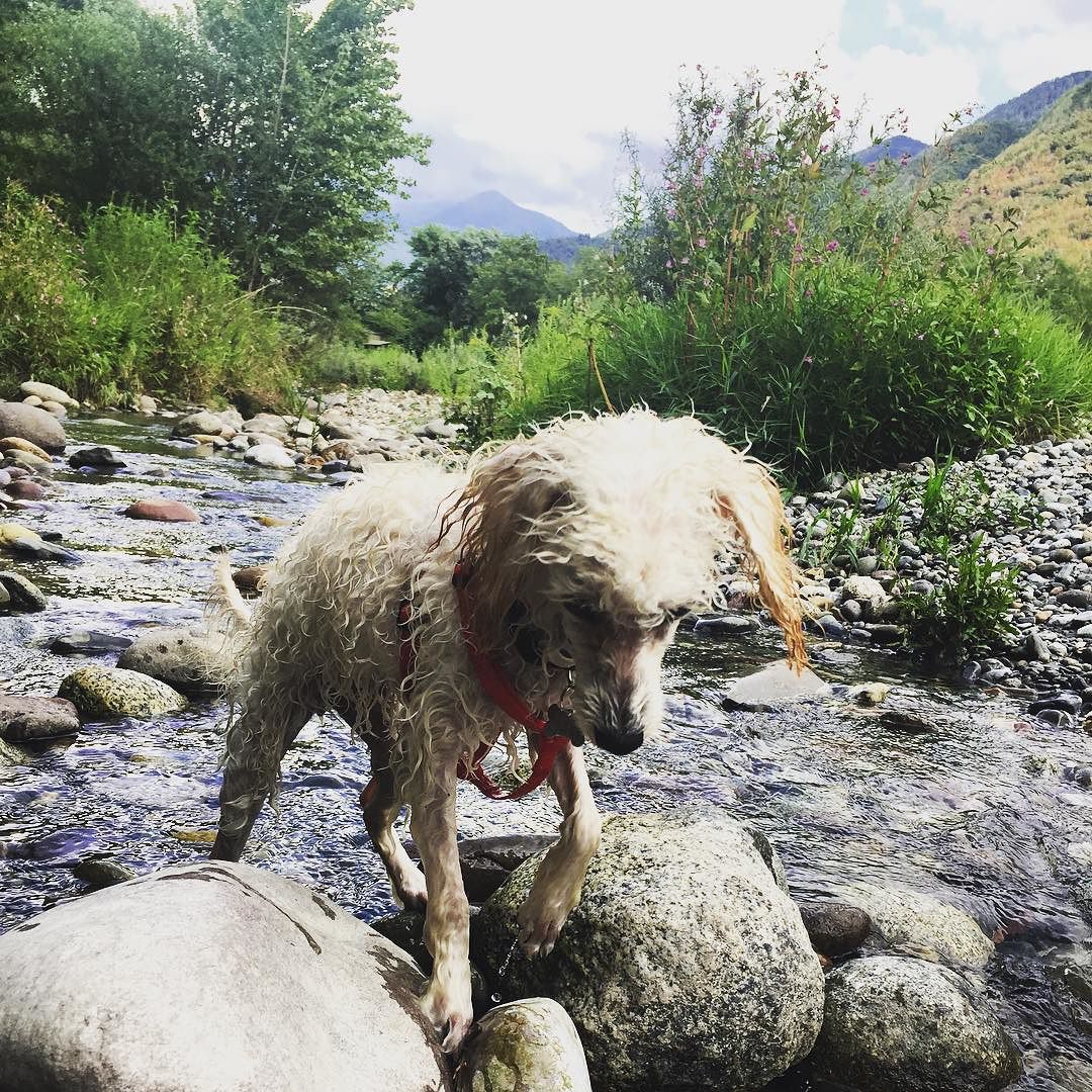 River exploration 🐩🐾 #puppylove #dog #dogs #doglover #dogsofinstagram #dogstagram #cane #cani #barboncino #poodle #puppy #poodlesofinstagram #pup #puppylove #acqua #fiume #vallecamonica #valledeisegni #camunicando #vivobrescia #volgobrescia #animalifelici #water #river #Nala #nature #wild #wildlife #exploring #nofear