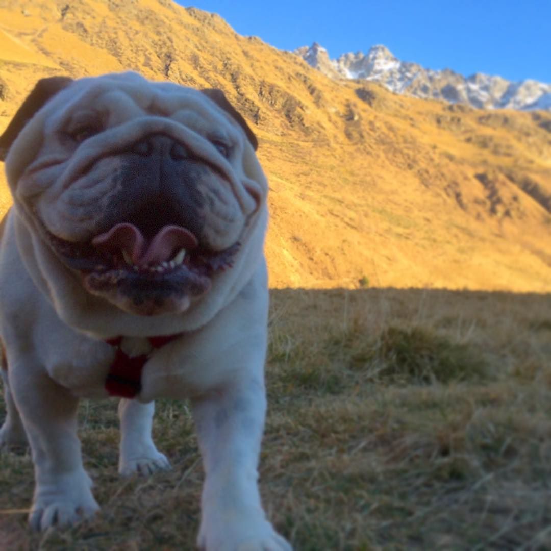 #bulldog #bullyinstagram #bullyinstafeature #dog #vallecamonica #valcamonica #altavallecamonica #casediviso #pontedilegno #pezzo #poldo