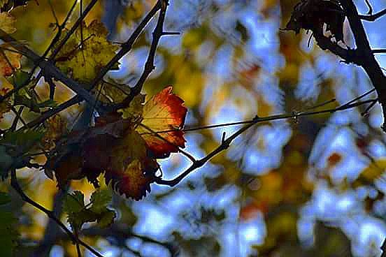 Stupendi i colori dell’autunno… #instapic #instaphoto #bestphoto #igpic #picoftheday #picoftheday #photobycanon #photobynikon #photoofday #photooftheday #followme #autumn #colors #vallecamonica #trees #reflex #nikon #canon #lumix #zoom #autunno #nature #photo #igitaly #follow4follow #like4like #likeforlike #followforfollow #igitaly #photoshoot #flowers