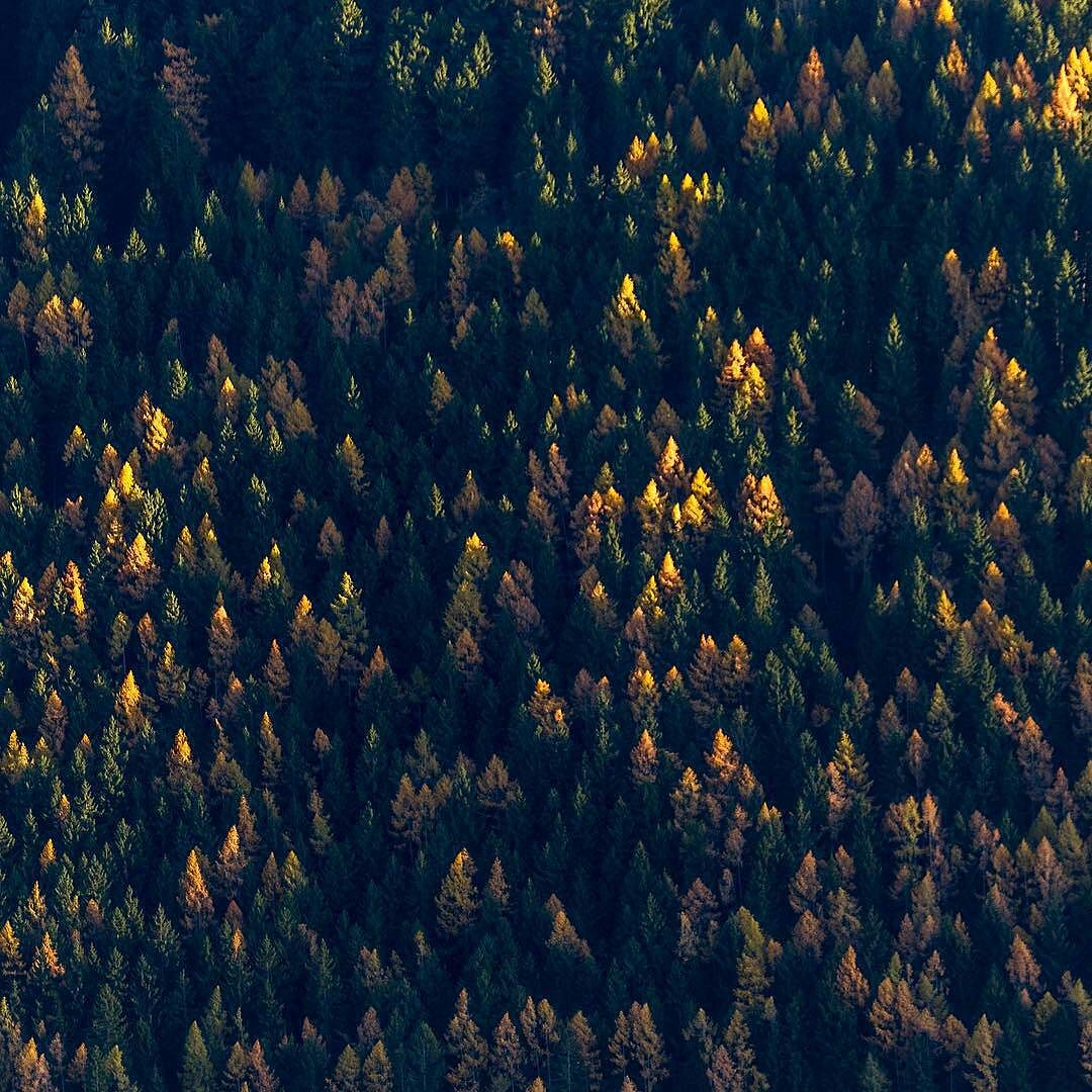 CONTEST AUTUNNO NEL PARCO DELL’ADAMELLO @Regrann from @alesemme – The coloured woods of #Temù at sunset #italy #pattern #parcoadamello #valcamonica #vivobrescia #Regrann