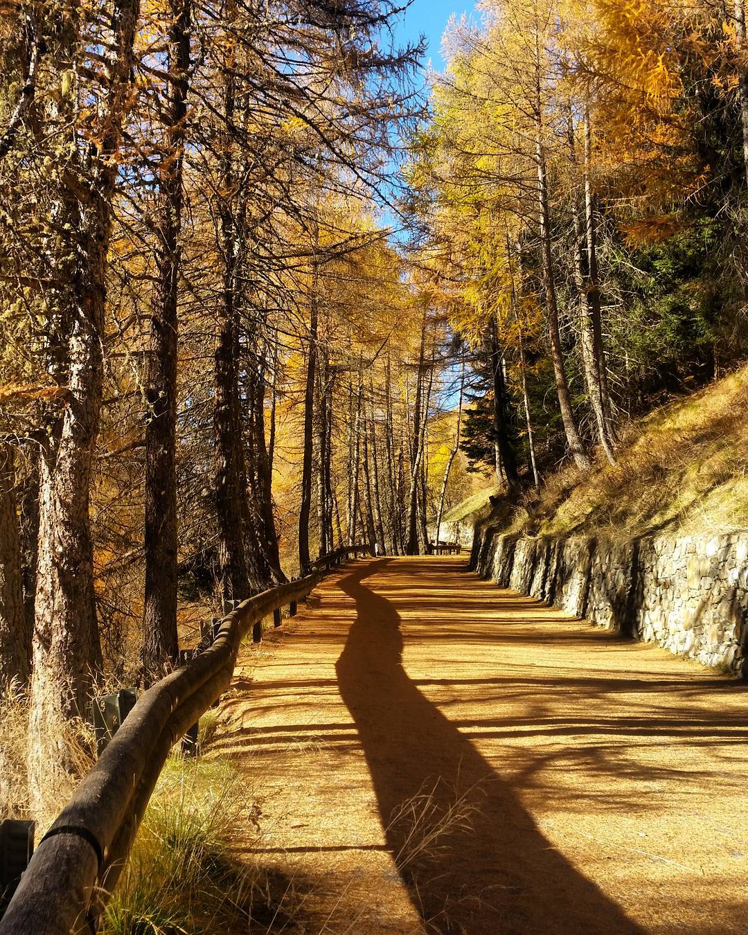 Rincorrendo il sole. 🌲🍁🌞🌄 #passogavia #gaviapass #vallecamonica #valledeisegni #autumn #november #road #autumncolors #fiftyshadesofcolors #shades #colors #sky #sun #nature #lovenature #mountains #trees #fall #landscape #woodlands #amazingnature #shots #beautiful #top #photooftheday #like #samsunggalaxys5