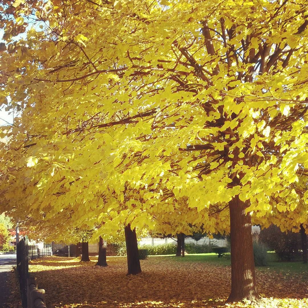 Afternoon in the valley #autumn #sunnyday #darfoboarioterme #valcamonica #brescia #italy