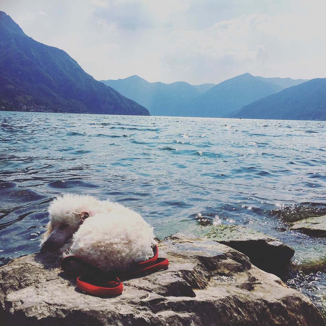 Nap with a view 🐩😴 🌊 #animalifelici #italy #nap #Nala #napping #dog #dogs #dogsofinstagram #dogstagram #cane #cani #vallecamonica #valledeisegni #iseo #iseolake #volgobrescia #pisolino #barboncino #poodle #poodlesofinstagram #view #landscape #paesaggio #puppy #pup #puppylove