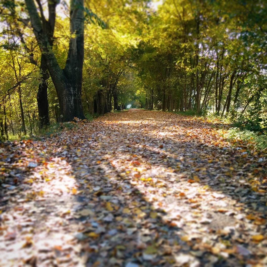 #autumn #ciclabilevallecamonica #valledeisegni #vallecamonica #valledeisegni #vivalavallecamonica #foliage