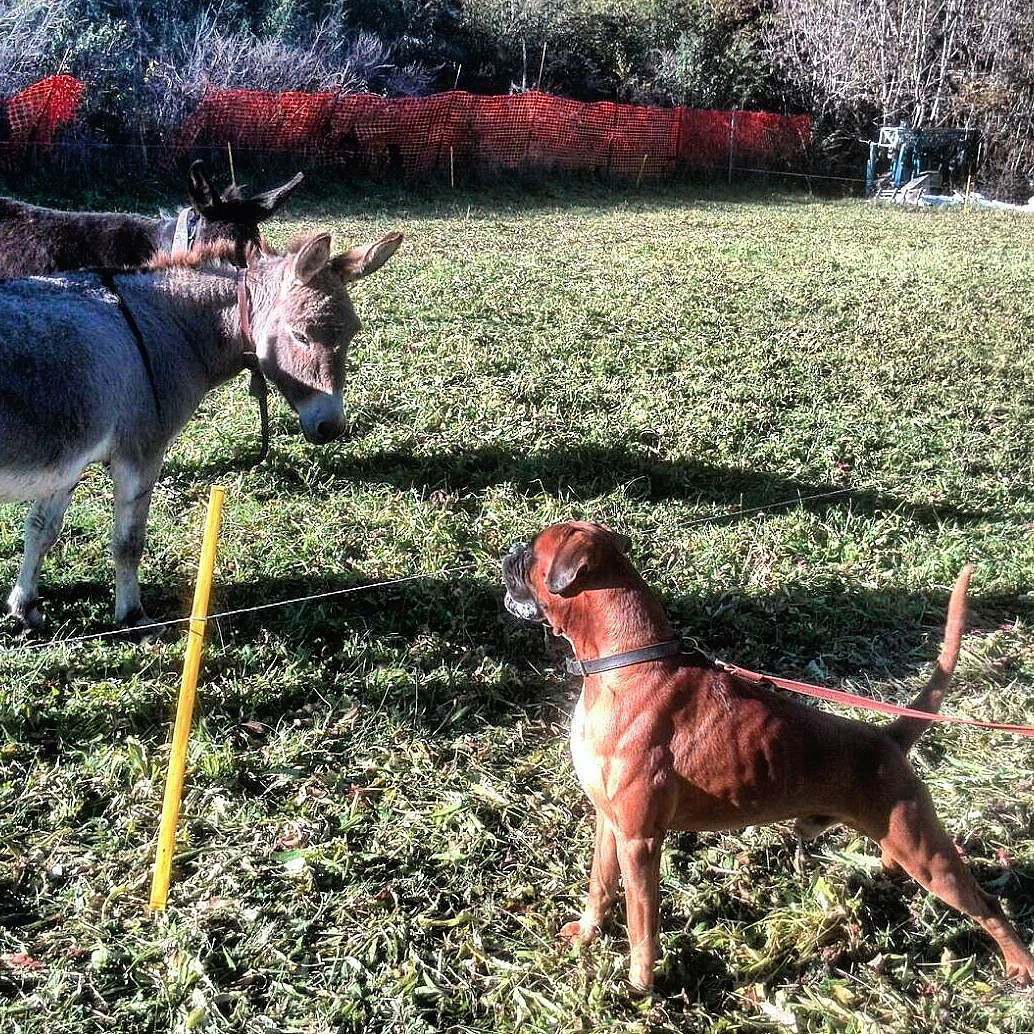 Jagho è gli asinelli!!! 🐕 #nature #less #valcamonica #quantomidivertoconquestinuovianimaletti