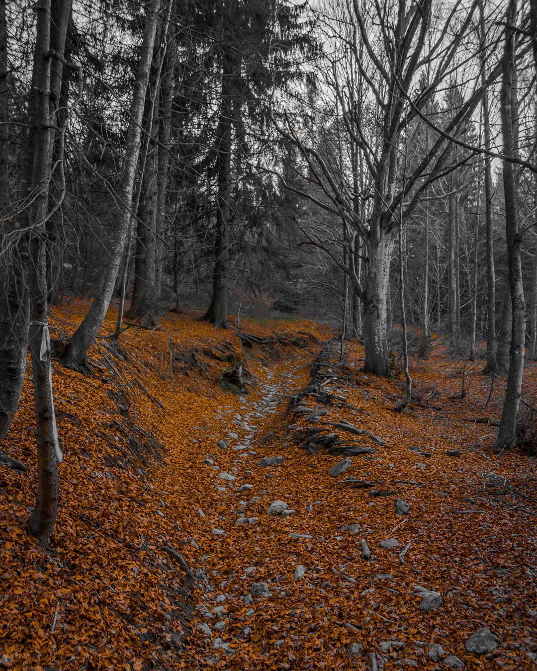 #trees #forest #instaitalia #ig_italy #igersitalia #ita_details #igerslombardia #ig_brescia #panorama #sky #gf_italy #foto_italiane #hdr #landscape #loves_lombardia #loves_united_italia #contestgram #vallecamonica #vivobrescia #vivonatura #nature #top_italia_photo #1200d #brixia_scatti #volgolombardia #autumn #leafs #fog