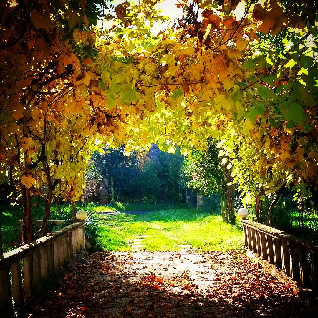 #autumn #autunno #viale #color #colori #campagna #pergolato #uva #vite #foglie #vallecamonica #valledeisegni #camonicavalley #caldo
