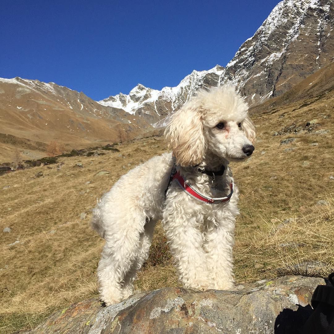 Bivacco Occhi – Val Grande 😍🐾🐩 #puppylove #poodlesofinstagram #puppy #poodle #wildlife #mountain #hiking #dog #dogs #dogsofinstagram #dogstagram #doglover #barboncino #cane #cani #camunicando #vallecamonica #valledeisegni #exploring #nofilter #nofilterneeded #italy #animalifelici #montagna