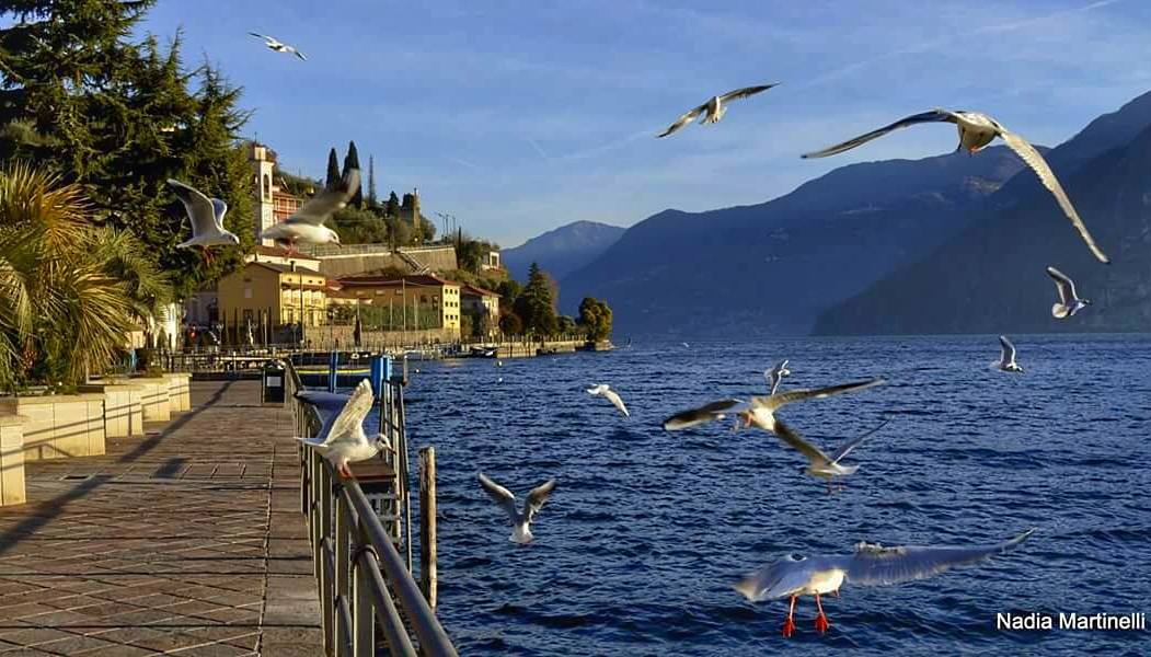 Riva di Solto #iseolake #ig_worldclub #inLombardia #ig_europe # #vivolombardia #visititalia #natura_love #volgolombardia#vivobergamo #volgobrescia #volgobergamo#instaamici #igersmood #bestitaliapics #bestlombardiapics #italialaghi #ig_great_shots #top_italia_photo #top_lombardia_photo#exclusive_mobile#loves_united_lombardia #lory_alpha #Great_Captures_Italia #hdr_captures #igersitalia #loves_lombardia #lombardia_super_pics#kings_birds #vallecamonica#visitlakeiseo