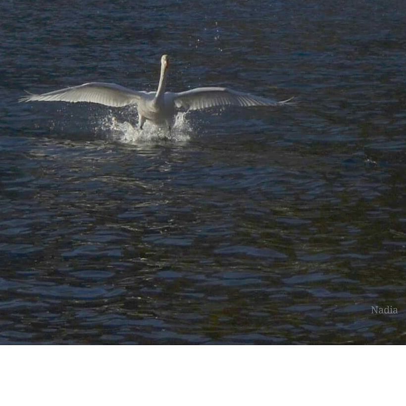 Swan in flight#ig_worldclub #ig_italia #ig_europe # #vivolombardia #visititalia #natura_love #volgolombardia#vivobergamo #volgobrescia #volgobergamo#instaamici #igersmood #bestitaliapics #bestlombardiapics #italialaghi #ig_great_shots #top_italia_photo #top_lombardia_photo#exclusive_mobile#loves_united_lombardia #lory_alpha #Great_Captures_Italia #hdr_captures #igersitalia #loves_lombardia #loves_bergamo #lombardia_super_pics#kings_birds #vallecamonica#visitlakeiseo