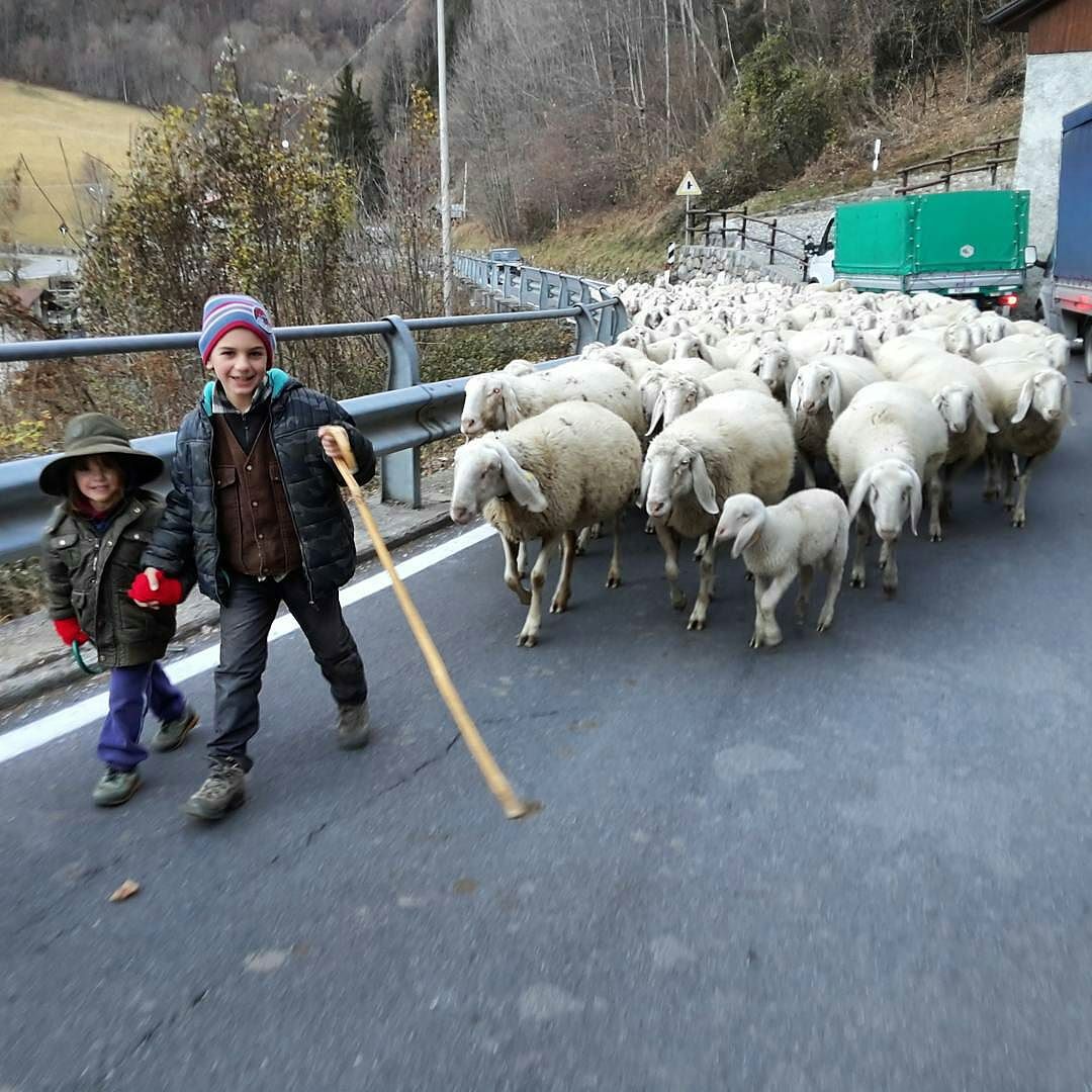 CONTEST #GRANDIMANI @Regrann from @bborsolina.it – #transumanza #tradizioni che si tramandano nell’arco #alpino. Nella #valle di #lozio i #pastori con le #pecore #bergamasche #vallecamonica #altopianodelsole #pastorelli #grandimani #Regrann #valledeisegni