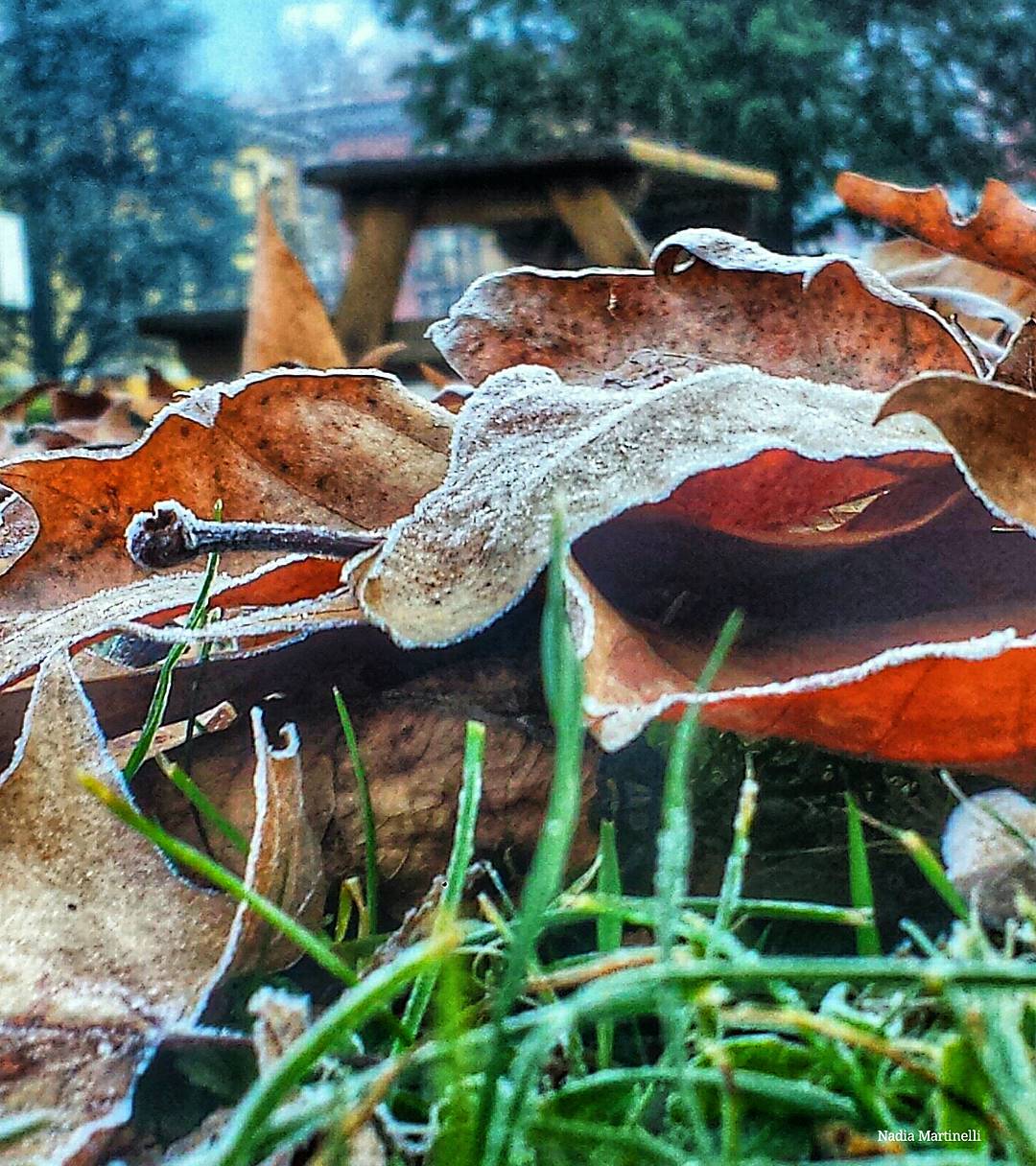 Frost at the Park Iseo Lake Pisogne #ig_worldclub #inLombardia #ig_europe # #vivolombardia #visititalia #natura_love #volgolombardia#vivobergamo #volgobrescia #volgobergamo#instaamici #igersmood #bestitaliapics #bestlombardiapics #italialaghi #ig_great_shots #top_italia_photo #top_lombardia_photo#exclusive_mobile#loves_united_lombardia #lory_alpha #Great_Captures_Italia #hdr_captures #igersitalia #loves_lombardia #lombardia_super_pics#kings_birds #vallecamonica #visitlakeiseo