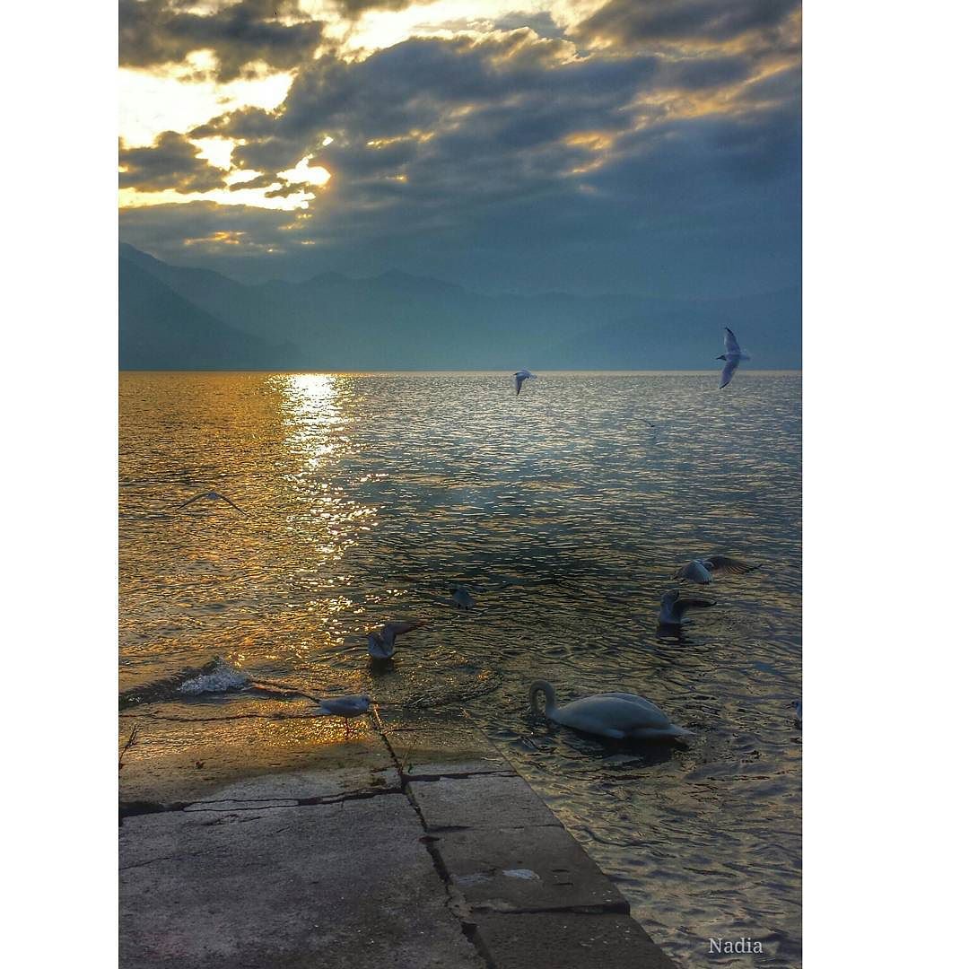Sunrise#iseolake #ig_worldclub #inLombardia #ig_europe # #vivolombardia #visititalia #natura_love #volgolombardia#vivobergamo #volgobrescia #volgobergamo#instaamici #igersmood #bestitaliapics #bestlombardiapics #italialaghi #ig_great_shots #top_italia_photo #top_lombardia_photo#exclusive_mobile#loves_united_lombardia #lory_alpha #Great_Captures_Italia #hdr_captures #igersitalia #loves_lombardia #lombardia_super_pics#kings_birds #vallecamonica #visitlakeiseo
