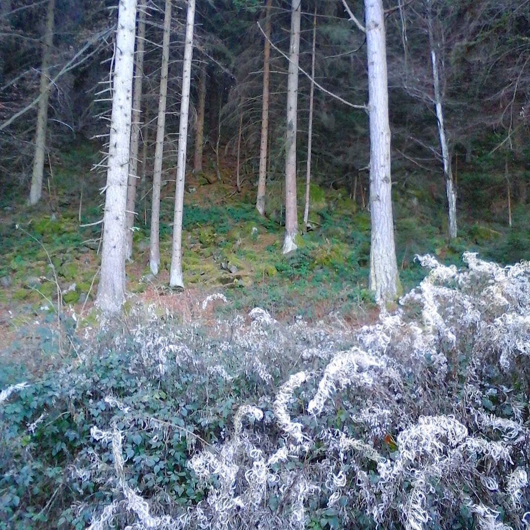 Conca di Tet. #Valcamonica #larix #picea #abies #Iseo #Lake