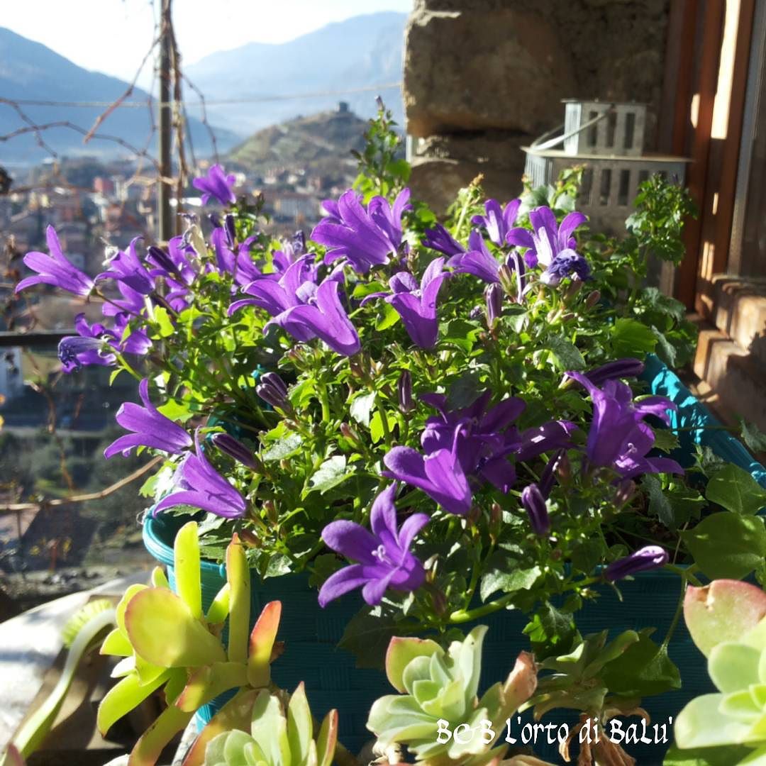 Fall blooming #vallecamonica #fall #blooming #bloom #Bienno #ortodibalu #flowers #fioritura #autumn #autunno #nopesticides #campanelle