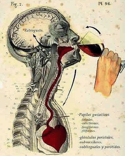 Good Wine – Good friends – Long Life Assaggiando Terre di Erbanno 🍷 #vino #benefit #uva #valledeisegni #vallecamonica #slowwine #wine #cuore #lifestyle #km0 #vendemmia #picoftheday