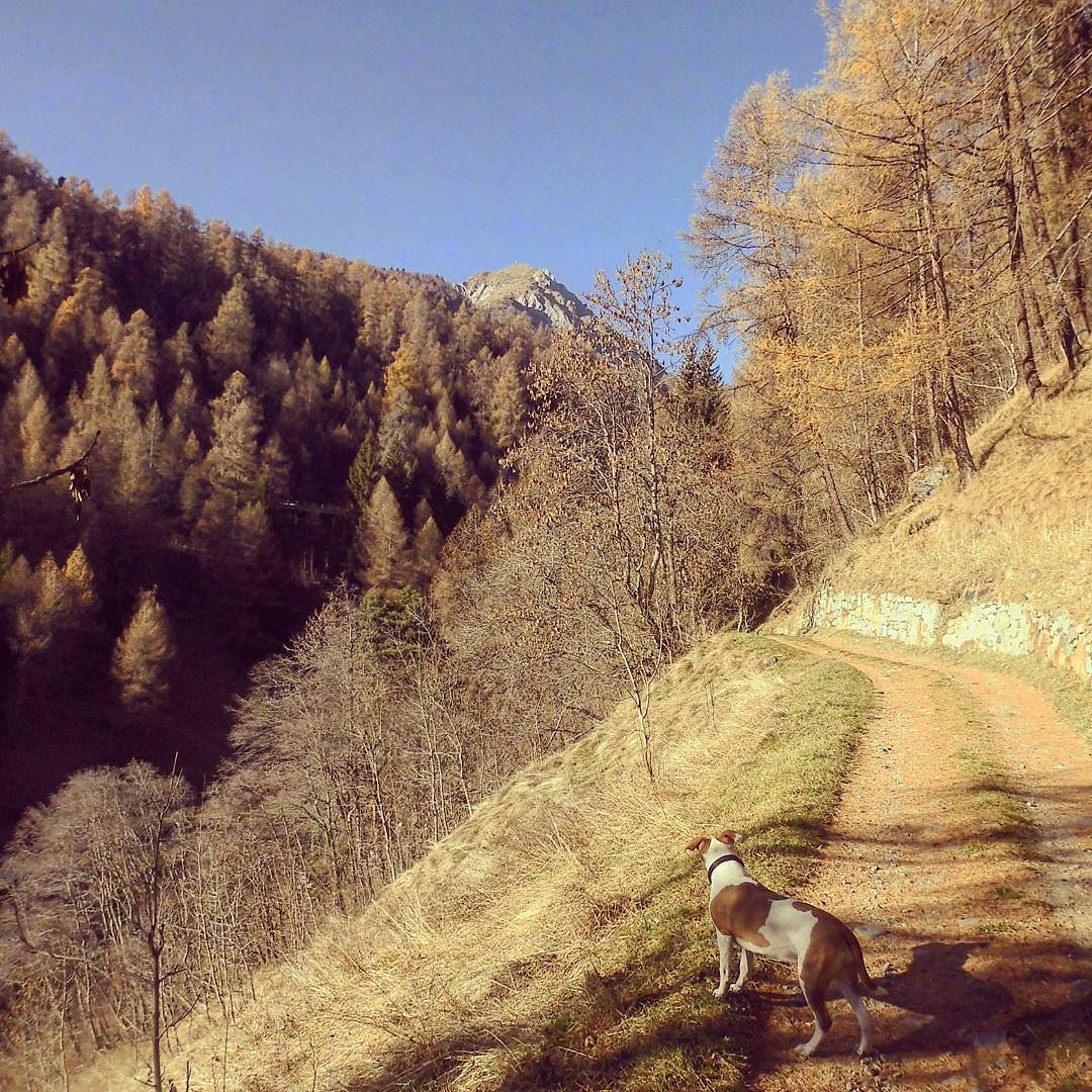 #passeggiata verso il #montecoleazzo#parconazionaledellostelvio#valcamonica#trekking#montagna#villadalegno#natura#naturelovers#woods#paesaggio#lovemountain#mountains_landscape#mountains_landscape#autumn2015#lombardia#instadog#amstaff_puppy#explore#dogsofinstagram#wild#ig_lombardia#landscape#top_lombardia_photo#volgolombardia