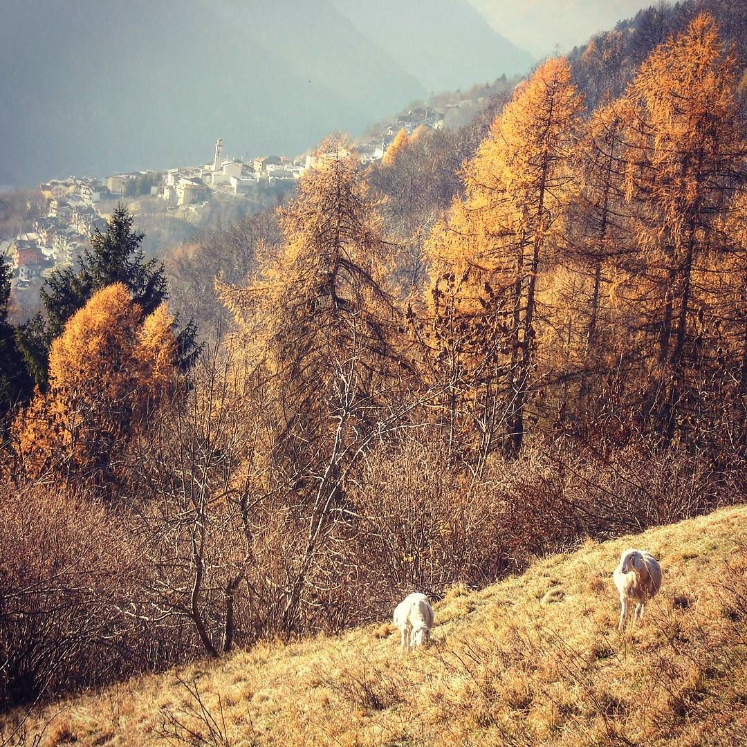 #canè#villadalegno#valcanè#valcamonica#valledeisegni#montagna#lombardia#paesaggio#paesaggimontani#landscape_captures#mountains_landscape#landscapelovers#italianlandscape#paesaggi_italiani#alps#sheeps#mountains_life#mountains_lovers#pascoli#vallecamonica#volgolombardia#vivolombardia#lombardia_super_pics#top_lombardia_photo#naturelovers#nature_landscape