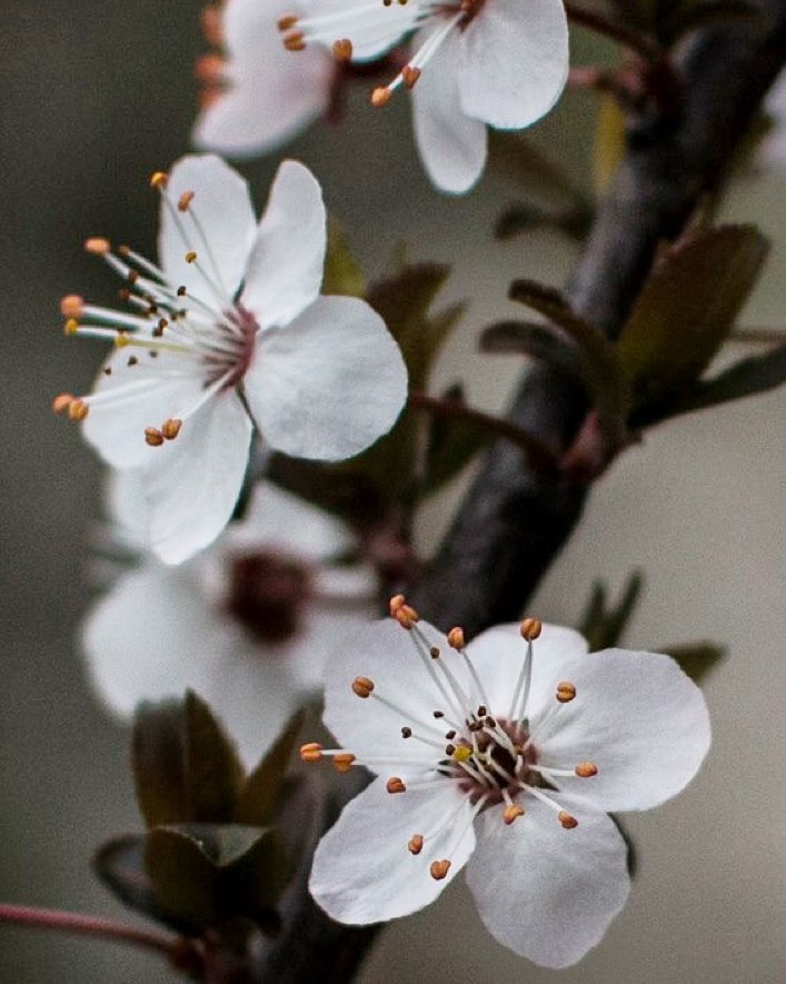 • 14/366 Flowers day! • . 🔸 🔹This 👆 -MyPicture- 👌. 🔸 🔹 #canoneos #reflex #passione #top #foto #igersitalia #igerslombardia #instaitalia #vallecamonica #vivobrescia #shareyourparadise #loves_lombardia #volgobrescia #nature #alberi #canoneos #lovely #winter #cold #white #clouds #sun #fish #LOVES_UNITED_LOMBARDIA #volgolombardia #colors #macro #lovesnature