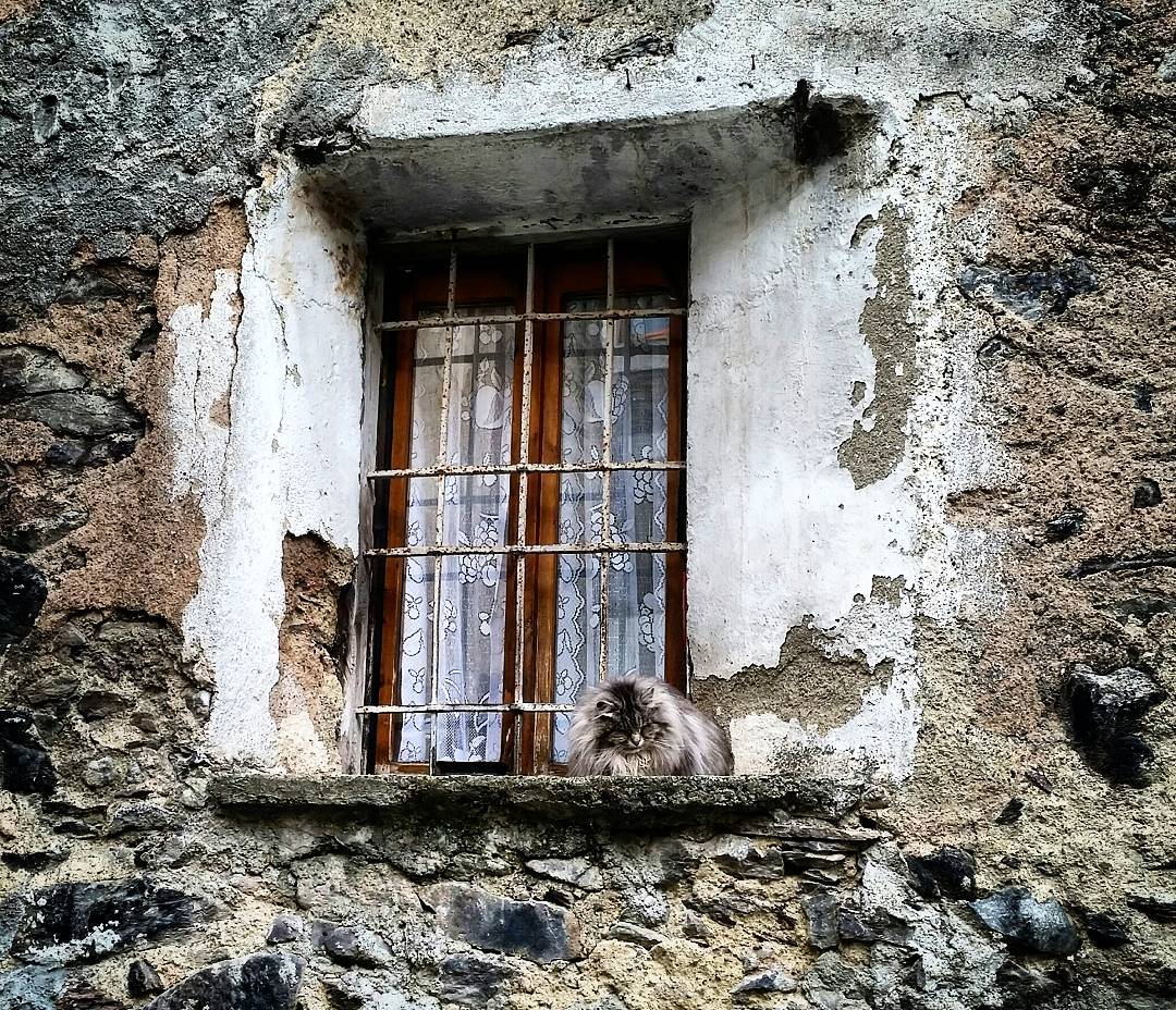 The cat #nikon #reflex #poirtrat #animals #cat #gattino #occhidigatto #cateyes #prettypet #pet #cucciolo #animal #littleanimal #finestra #window #monno #valcamonica #lombardia #brescia #vivobrescia #ig_brescia #nikkor50mm #dettagli #nikkorlens