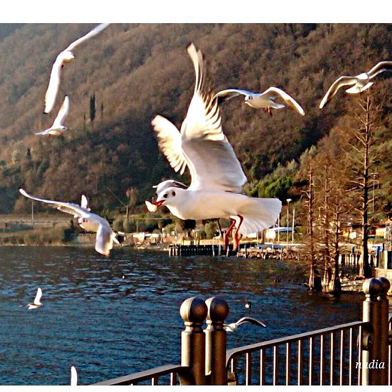 Gulls in flight #inLombardia #igers_lombardia #vivolombardia #visititalia #natura_love #volgolombardia#vivobergamo #volgobrescia #volgobergamo#instaamici #igersmood #bestitaliapics #bestlombardiapics #italialaghi #ig_great_shots #top_italia_photo #top_lombardia_photo#exclusive_mobile#volgoitalia #Great_Captures_Italia#italia_inunoscatto #hdr_captures #igersitalia #loves_lombardia #share_your_landscape #loves_landscape #lombardia_super_pics#loves_bergamo #vallecamonica #visitlakeiseo