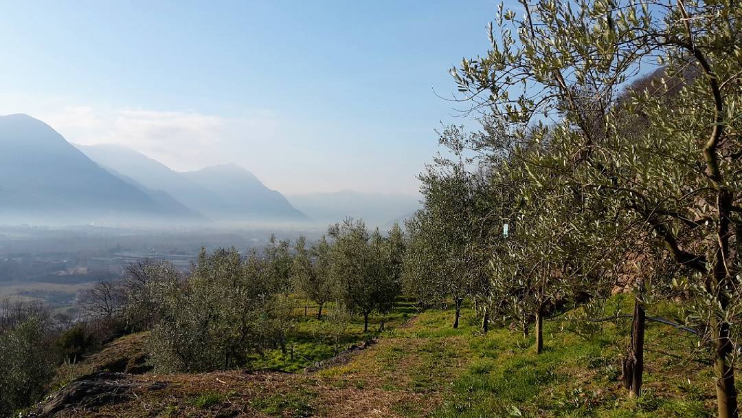 .Uliveto Località Grimaldi. #ulivi #terrazzamenti #poderegrimaldi #olioevo #aziendagricolascraleca #vallecamonica