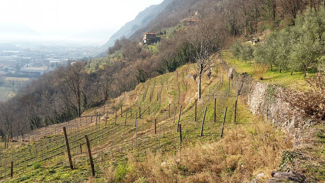 .Nuovo vigneto Località Corne Rosse. #vigna #poderecornerosse #rebo #vinorosso #vinivallecamonica #aziendagricolascraleca #vallecamonica