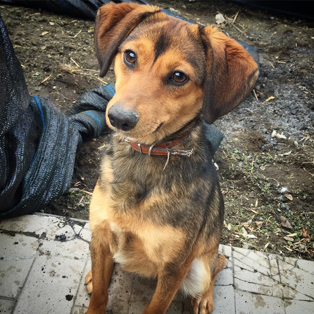 🐶 #masha #dog #puppy #beautiful #beautifulpic #sunnyday #lovethismoment #lovethispic #insta #instagram #instagramers #instadog #instaphoto #instapic #tag #tagsta #tagsforlike #vallecamonica #valley #iphone6 #iphonepic #iphonesia #iphoneonly #iphonephoto #picoftheday #popularpic #photooftheday