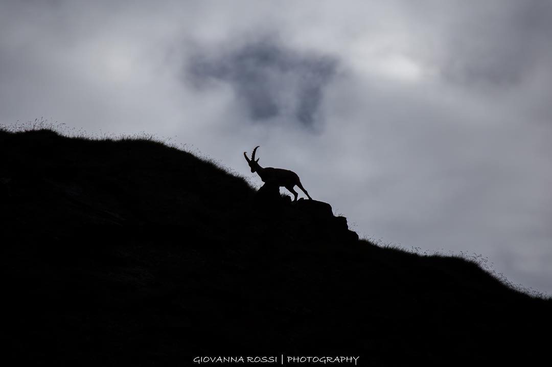 #profilo #dark #black #ibex #pns #wild #wildlife #vallecamonica #valledeisegni #volgoitalia #volgolombardia #canon #photo #memories #mylife