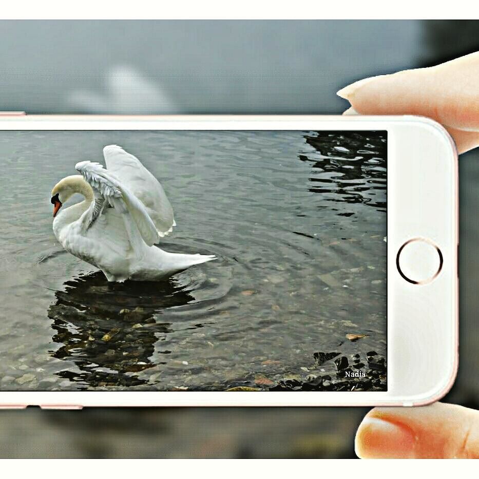 Swan #inLombardia #igers_lombardia #vivolombardia #visititalia #natura_love #volgolombardia#vivobergamo #volgobrescia #volgobergamo #igersmood #bestitaliapics #bestlombardiapics #italialaghi #ig_great_shots #top_italia_photo #top_lombardia_photo#exclusive_mobile#volgoitalia#hdr_lory #Great_Captures_Italia#italia_inunoscatto #hdr_captures #igersitalia #loves_lombardia #share_your_landscape #loves_landscape #lombardia_super_pics#loves_bergamo #vallecamonica #visitlakeiseo