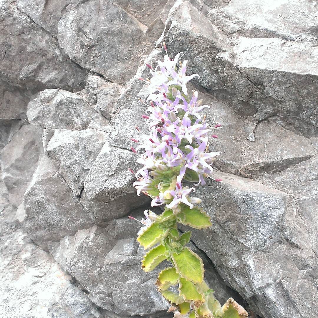 Most beautiful flowers Bloom among rocks. #mountains #flower #beautifulflower #beautifulflowers #bestpictureoftheday #difficult #nevergiveup #likeaflower #perfect #livewithyou #love #blossom #valcamonica #lagoiseo #lakeiseo #parcoadamello #perfectday #bestoftheday