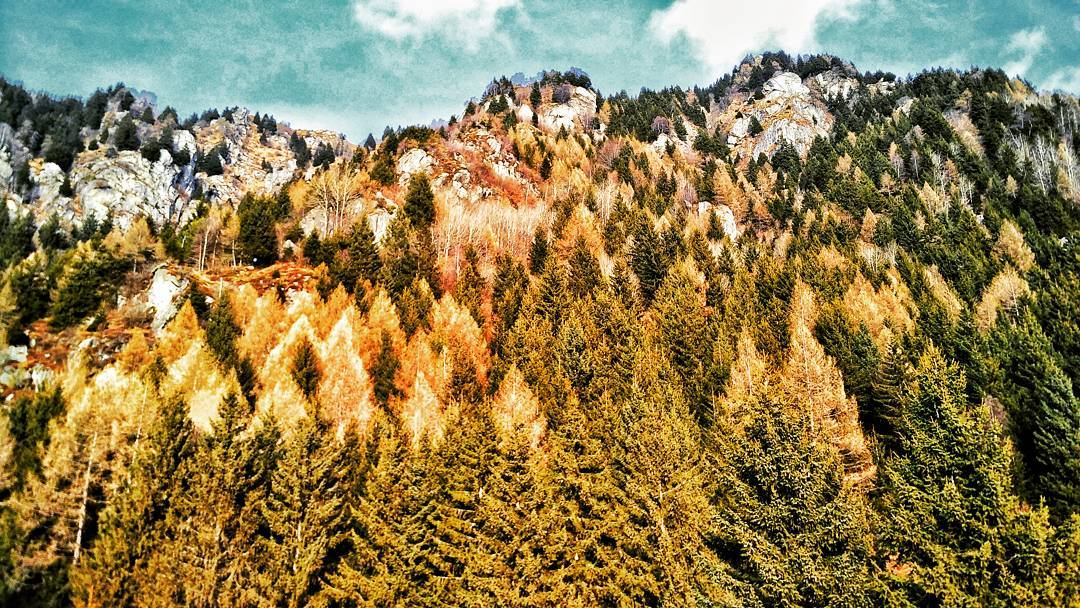 #majestic #woods #vallecamonica #mountains #outdoors #nature #naturelovers #naturephotography #natgeo #natgeotravel #alps #italy #winter #vsco #vscocam #vscogood #wanderlust