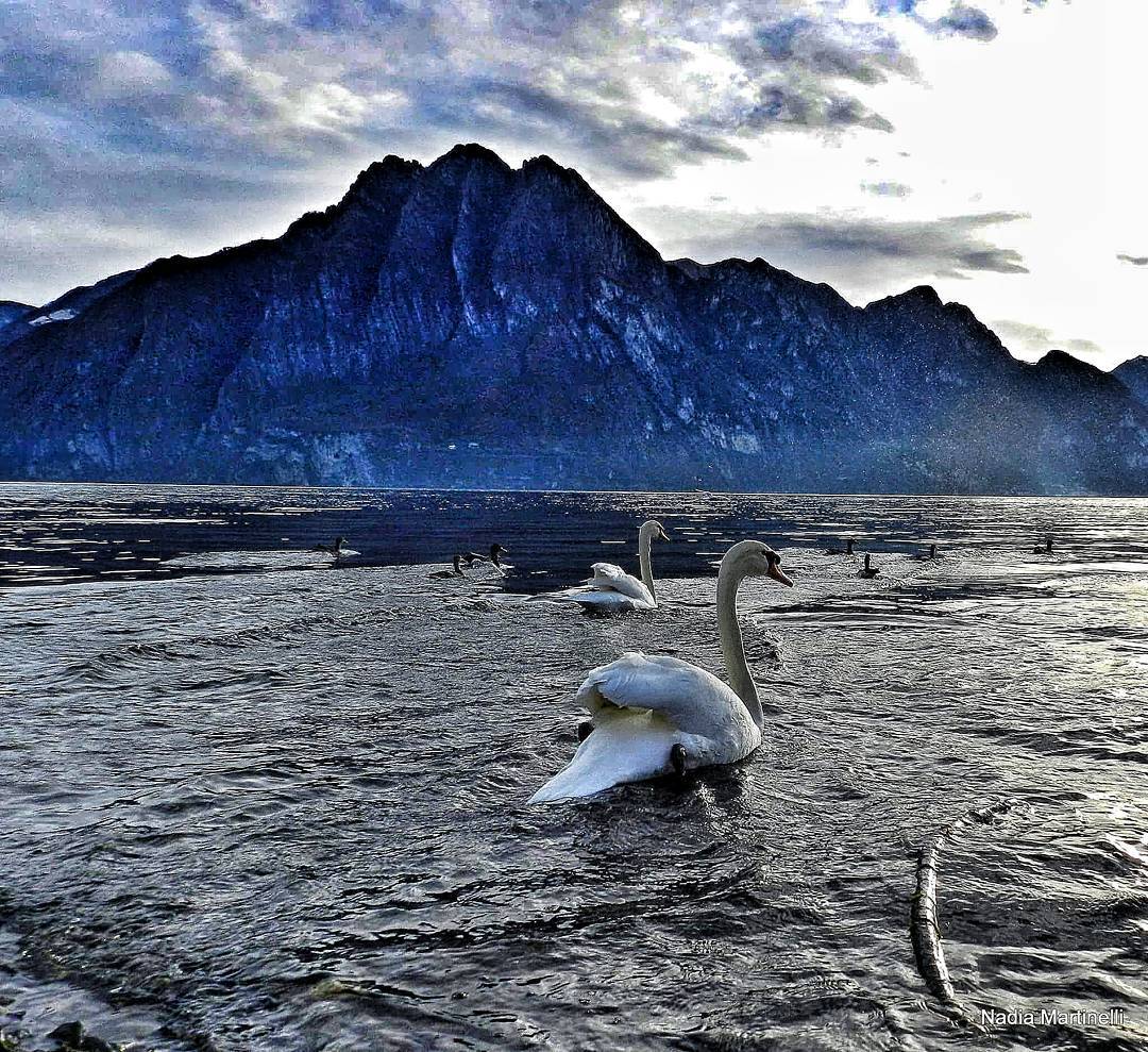 Swans#igers_lombardia #vivolombardia #visititalia #natura_love #volgolombardia#vivobergamo #volgobrescia #volgobergamo#hdr_lory #igersmood #bestitaliapics #bestlombardiapics #italialaghi #ig_great_shots #top_italia_photo #top_lombardia_photo#exclusive_mobile#volgoitalia #Great_Captures_Italia#italia_inunoscatto #hdr_captures #igersitalia #loves_lombardia #share_your_landscape #loves_landscape #lombardia_super_pics#loves_bergamo #vallecamonica #visitlakeiseo