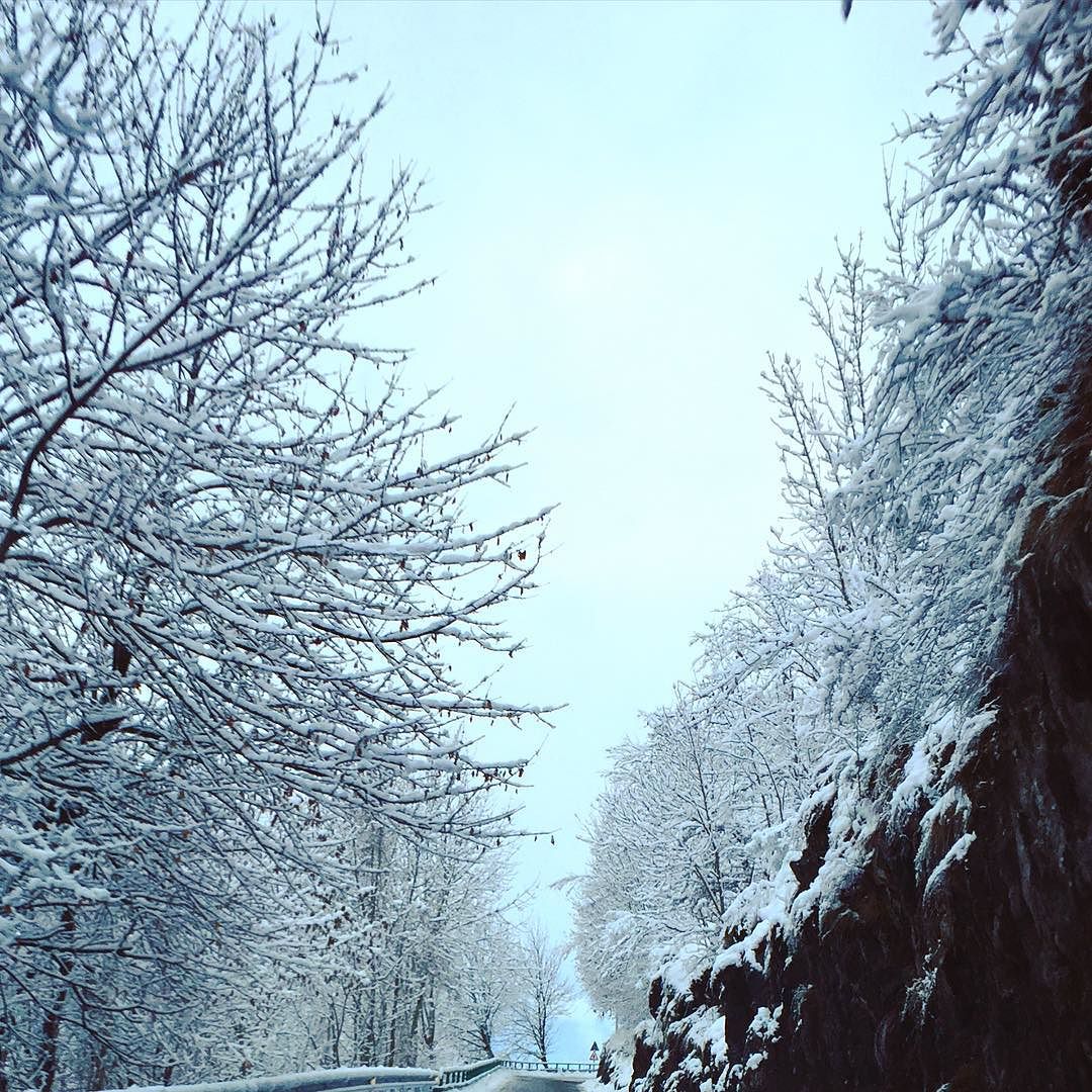 Snow ❄️☃🌨❄️ #ontheroad #work #wednesday #snow #landscape #tree #vallecamonica #beautiful #details #capture #photooftheday