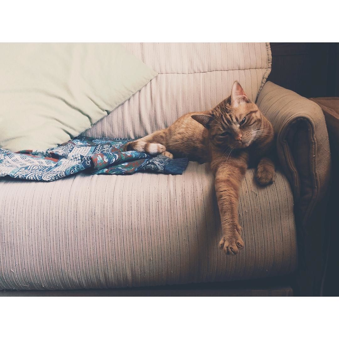 The #nap #ninja #family #valcamonica #cat